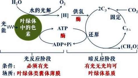 光合作用|8.1：光合作用概述